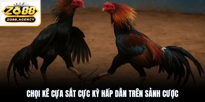 Chọi kê cựa sắt cực kỳ hấp dẫn trên sảnh cược