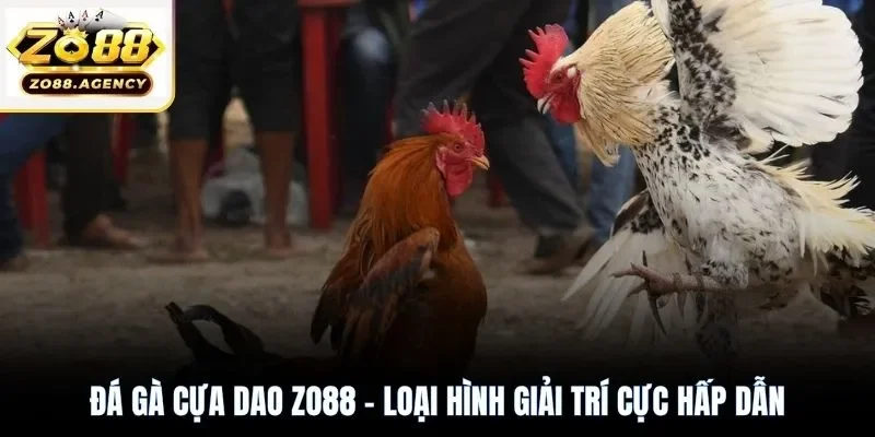 Đá gà cựa dao Zo88 - Loại hình giải trí cực hấp dẫn