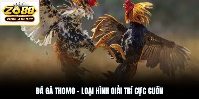 Đá gà Thomo - Loại hình giải trí cực cuốn