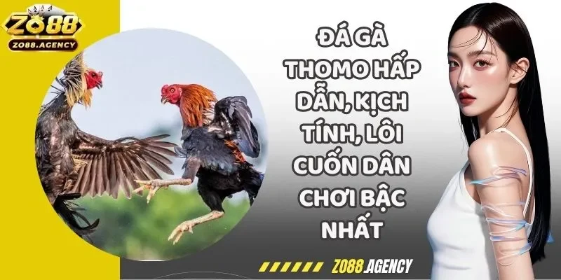 Đá Gà Thomo Hấp Dẫn, Kịch Tính, Lôi Cuốn Dân Chơi Bậc Nhất