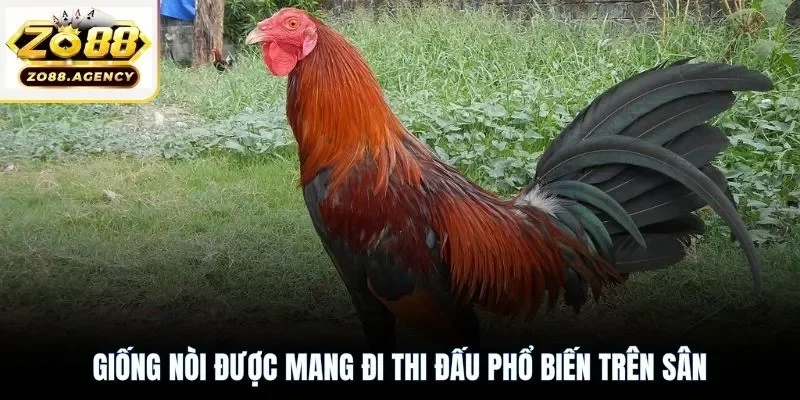 Giống nòi được mang đi thi đấu phổ biến trên sân