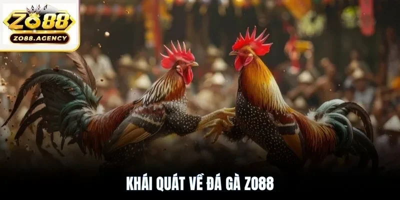 Khái quát về đá gà Zo88