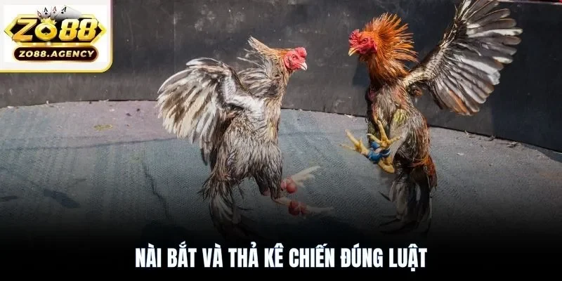 Nài bắt và thả kê chiến đúng luật