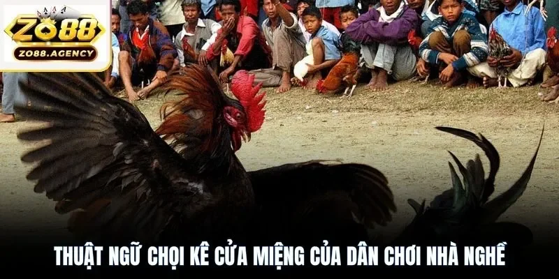 Thuật ngữ chọi kê cửa miệng của dân chơi nhà nghề