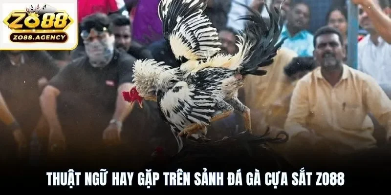 Thuật ngữ hay gặp trên sảnh đá gà cựa sắt Zo88