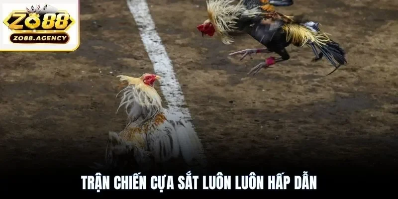 Trận chiến cựa sắt luôn luôn hấp dẫn