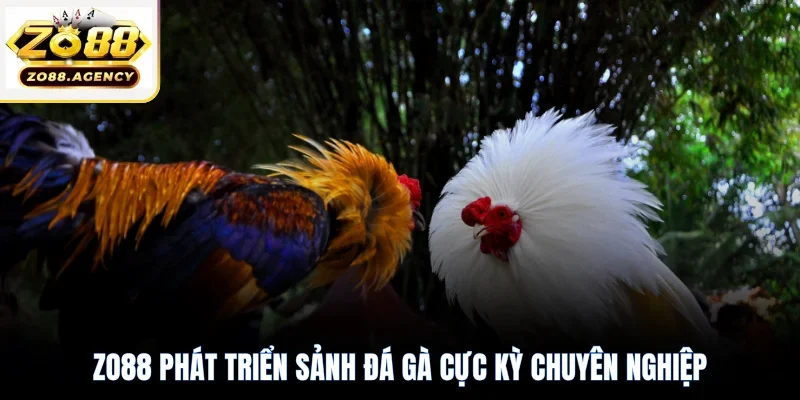 Zo88 phát triển sảnh đá gà cực kỳ chuyên nghiệp