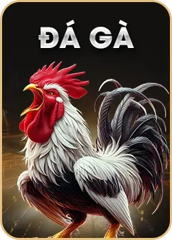 Đá gà ZO88